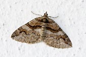 Close up of a Barberry carpet moth insect,insects,invertebrate,invertebrates,antenna,antennae,moth,moths,carpet moth,macro,close up,white background,pattern,patterned,brown,Barberry carpet moth,Pareulype berberata,Barberry carpet,Insec