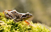 Common frog in moss frog,frogs,amphibian,amphibians,eye,eyes,skin,pigment,pigmentation,close up,macro,shallow focus,garden wildlife,UK species,moss,portrait,Common frog,Rana temporaria,Anura,Frogs and Toads,Amphibians,Am