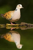 Turtle dove reflected in water dove,bird,birds,colourful,colorful,close up,green background,garden bird,reflection,water,Turtle dove,Streptopelia turtur,Pigeons and Doves,Columbiformes,Pigeons, Doves,Columbidae,Aves,Birds,Chordates