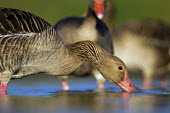Greylag goose with bill in water waterfowl,geese,goose,ponds,lakes,pond,lake,reeds,reedbed,wetland,wading,shallow focus,Greylag goose,Anser anser,Ducks, Geese, Swans,Anatidae,Waterfowl,Anseriformes,Chordates,Chordata,Aves,Birds,Agric