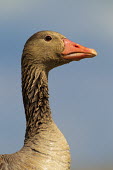 Greylag goose head waterfowl,geese,goose,close up,portrait,face,bill,feathers,wet,Greylag goose,Anser anser,Ducks, Geese, Swans,Anatidae,Waterfowl,Anseriformes,Chordates,Chordata,Aves,Birds,Agricultural,Salt marsh,Terre