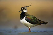 Lapwing in water profile,shallow focus,close up,lap wing,colourful,colorful,multi-coloured,multi-colored,iridescent,Northern lapwing,crescent,head,feathers,Lapwing,Vanellus vanellus,Aves,Birds,Charadriidae,Lapwings, P