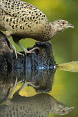 Female pheasant reflected on water game,game bird,bird,birds,wildfowl,ring-necked pheasant,female,close up,shallow focus,green background,drinking,drink,thirsty,water,reflection,Pheasant,Phasianus colchicus,Aves,Birds,Gallinaeous Birds