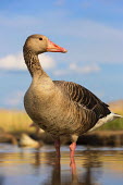 Greylag goose portrait waterfowl,geese,goose,close up,portrait,face,bill,feathers,wet,waterproof,shallow focus,Greylag goose,Anser anser,Ducks, Geese, Swans,Anatidae,Waterfowl,Anseriformes,Chordates,Chordata,Aves,Birds,Agri