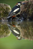 Great-spotted woodpecker reflected on water great spotted woodpecker,greater spotted woodpecker,greater-spotted woodpecker,woodpecker,colourful,colorful,reflection,water,bath,green background,shallow focus,close up,Great-spotted woodpecker,Dend