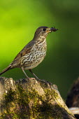 Song thrush with foliage in bill thrush,bird,birds,close up,garden bird,green background,moss,tree stump,nest building,foraging,woodland,woods,forest,Song thrush,Turdus philomelos,Old World Flycatchers,Muscicapidae,Turdidae,Thrushes,