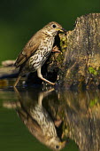 Song thrush with prey in bill thrush,bird,birds,close up,garden bird,green background,moss,tree stump,nest building,foraging,woodland,woods,forest,water,reflection,Song thrush,Turdus philomelos,Old World Flycatchers,Muscicapidae,T