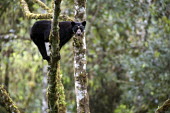 Wild Andean bear climbing in an Aguacatillo tree to feed on the fruit Philippe Henry walking,movement,climbing,climb,in tree,climbing up,balance,balancing,Andean bear,Spectacled bear,Tremarctos ornatus,Carnivores,Carnivora,Bears,Ursidae,Mammalia,Mammals,Chordates,Chordata,Ours Andin,Oso Frontino,Ours  Lunettes,Oso Real,Oso De Anteojos,Vulnerable,Omnivorous,Forest,Tremarctos,Grassland,Animalia,ornatus,Terrestrial,South America,Appendix I,IUCN Red List