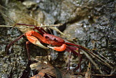 A freshwater crab in Vietnam freshwater crab,crab,crabs,crustacean,crustaceans,exoskeleton,claw,claws,Animalia,Arthropoda,Crustacea,terrestrial,feeding,red,leaf litter