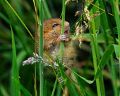 Dormouse looking excited for grass dormouse,dormice,mouse,mice,rodent,small,field,grass,cute,close up,happy,smile,smiling,excited,Hazel dormouse,Muscardinus avellanarius,Dormouse,Chordates,Chordata,Mammalia,Mammals,Rodents,Rodentia,Dor