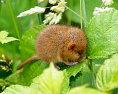 Dormouse burying its face in leaves dormouse,dormice,mouse,mice,rodent,small,field,grass,cute,close up,Hazel dormouse,Muscardinus avellanarius,Dormouse,Chordates,Chordata,Mammalia,Mammals,Rodents,Rodentia,Dormice,Myoxidae,hazel dormouse