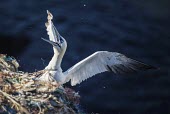 A Northern gannet entangled in fishing line gannets,Northern gannet,bird,birds,coast,coastal,coastline,human impact,pollution,ghost fishing,entangled,discard,rubbish,plastic,plastics,waste,fishing line,fishing net,threat,environmental threats,e