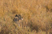 A leopard camouflaged in the grass cat,cats,feline,felidae,predator,carnivore,big cat,big cats,vertebrate,mammal,mammals,terrestrial,Africa,African,savanna,savannah,safari,leopard,leopards,ambush,hunting,camouflage,camouflaged,grass,fi