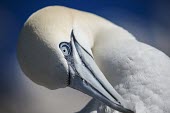 Portrait of a Northern gannet gannets,Northern gannet,bird,birds,coast,coastal,coastline,close up,portrait,face,eyes,bill,shallow focus,preening,preen,Gannet,Morus bassanus,Aves,Birds,Pelicans and Cormorants,Pelecaniformes,Chordat