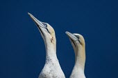 A Northern gannet with an injury on its neck gannets,Northern gannet,bird,birds,coast,coastal,coastline,close up,portrait,face,injury,injured,pair,blood,wound,Gannet,Morus bassanus,Aves,Birds,Pelicans and Cormorants,Pelecaniformes,Chordates,Chor