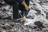 RSPB warden checking GPS tags on a Northern gannet gannets,Northern gannet,bird,birds,coast,coastal,coastline,human impact,pollution,ghost fishing,entangled,discard,rubbish,plastic,plastics,waste,fishing line,fishing net,threat,environmental threats,e