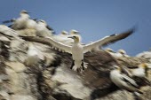 Northern gannet flying over its colony gannets,Northern gannet,bird,birds,flying,flight,seabird,seabirds,action,motion,sea,ocean,oceans,coast,coastal,coastline,wingspan,wings,Gannet,Morus bassanus,Aves,Birds,Pelicans and Cormorants,Pelecan