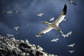Northern gannet flying over its colony gannets,Northern gannet,bird,birds,flying,flight,seabird,seabirds,action,motion,sea,ocean,oceans,coast,coastal,coastline,wingspan,wings,Gannet,Morus bassanus,Aves,Birds,Pelicans and Cormorants,Pelecan