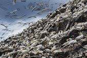 A colony of Northern gannets gannets,Northern gannet,bird,birds,flying,flight,seabird,seabirds,action,motion,sea,ocean,oceans,coast,coastal,coastline,colony,Gannet,Morus bassanus,Aves,Birds,Pelicans and Cormorants,Pelecaniformes,
