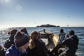 Volunteers sail to Grassholm on a rescue mission to save plastic entangled birds coast,coastal,coastline,conservationist,human,people,ranger,monitoring,boat,sea,survey,surveying