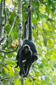 Peruvian spider monkeys hanging from vines monkey,monkeys,primate,primates,arboreal,mammal,mammals,vertebrate,vertebrates,spider monkey,shocked,alarm,alarmed,surprised,excited,hanging,jungle,jungles,rainforest,forest,tropical,Amazon,prehensile
