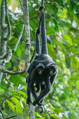 Peruvian spider monkeys hanging from vines monkey,monkeys,primate,primates,arboreal,mammal,mammals,vertebrate,vertebrates,spider monkey,hanging,jungle,jungles,rainforest,forest,tropical,Amazon,prehensile,courting,couple,pair,Peruvian spider mo