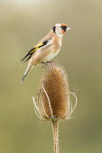 A goldfinch perched on a teasel finch,bird,birds,colourful,pattern,patterned,mask,masked,shallow focus,Autumn,teasel,Dipsacus fullonum,perched,perching,Goldfinch,Carduelis carduelis,Perching Birds,Passeriformes,Chordates,Chordata,Av