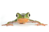 White-lined leaf frog White-lined leaf frog,leaf frog,Animalia,Chordata,Amphibia,Anura,Phyllomedusidae,Phyllomedusa vaillantii,close up,portrait,frog,frogs,amphibian,amphibians,eye,eyes,skin,pigment,pigmentation,colourful,