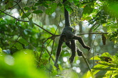 A Peruvian spider monkey hanging in the in the Amazon rainforest canopy monkey,monkeys,primate,primates,arboreal,mammal,mammals,vertebrate,vertebrates,spider monkey,hanging,jungle,jungles,rainforest,forest,tropical,Amazon,prehensile,shallow focus,canopy,Peruvian spider mo