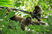 Woolly monkeys in the Amazon rainforest woolly monkey,monkey,monkeys,primate,primates,arboreal,mammal,mammals,vertebrate,vertebrates,jungle,jungles,rainforest,forest,tropical,Amazon,bored,Geoffroys woolly monkey,Lagothrix cana,Geoffroy's