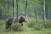 A male brown bear emerging from the forest bear,bears,forest,forests,trees,woodland,mammal,mammals,vertebrate,vertebrates,terrestrial,omnivore,furry,fur,roaming,Brown bear,Ursus arctos,Carnivores,Carnivora,Bears,Ursidae,Chordates,Chordata,Mamm