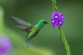 A small hummingbird hovering in front of a purple flower Animalia,Chordata,Aves,Caprimulgiformes,Trochilidae,hummingbird,hummingbirds,tropical,bird,birds,flower,fluid feeding,shallow focus,motion,action,green background,flowers,nectar,shiny,metallic,flying,