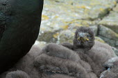 A shag chick in a bundle of its fluffy siblings bird,birds,down feather,feathers,plumage,young,chick,chicks,brood,coast,coastal,coastline,seabird,seabirds,shags,nesting,nest,roost,roosting,tired,grumpy,Shag,Phalacrocorax aristotelis,Ciconiiformes,H