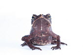 South American common toad South American common toad,Animalia,Chordata,Amphibia,Anura,Bufonidae,Rhinella margaritifera,toad,toads,white background,portrait,wart,warts,skin,grumpy,amazon,amazonia,clear,eye contact,frog,jungle,p
