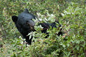 A female black bear foraging in Alberta, Canada black bear,bear,bears,forest,forests,trees,woodland,mammal,mammals,vertebrate,vertebrates,terrestrial,omnivore,foraging,berries,eating,feeding,American black bear,Ursus americanus,Carnivores,Carnivora