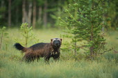 A wolverine in the clearing of woodland forest,forests,trees,woodland,mammal,mammals,vertebrate,vertebrates,terrestrial,looking at camera,mustelid,carnivore,Wolverine,Gulo gulo,Mammalia,Mammals,Carnivores,Carnivora,Weasels, Badgers and Otte