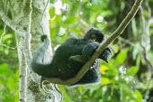 Peruvian spider monkey resting in the canopy monkey,monkeys,primate,primates,arboreal,mammal,mammals,vertebrate,vertebrates,spider monkey,hanging,jungle,jungles,rainforest,forest,tropical,Amazon,sleeping,asleep,nap,nap time,cute,rest,resting,tir