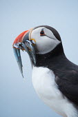 Atlantic puffin with a bill full of sand eels puffin,puffins,sand eels,sand eel,food,feeding,eating,fisherman,bird,birds,portrait,bill,catch,hungry,dinner,fish,Atlantic puffin,Fratercula arctica,Puffin,Ciconiiformes,Herons Ibises Storks and Vultu