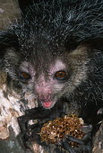 An aye-aye feeding on honeycomb aye aye,primate,primates,lemur,lemurs,endemic,Madagascar,tropical,rainforest,arboreal,nocturnal,night,night time,close up,Aye-aye,Daubentonia madagascariensis,Daubentonia madagascarensis,Mammalia,Mamm