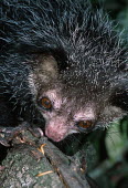 An aye-aye extracting grub from underneath bark aye aye,primate,primates,lemur,lemurs,endemic,Madagascar,tropical,rainforest,arboreal,nocturnal,night,night time,close up,Aye-aye,Daubentonia madagascariensis,Daubentonia madagascarensis,Mammalia,Mamm
