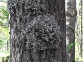 Eagleâs Claw lichen gorwing on a tree Fungi,Ascomycota,Lecanoromycetes,Teloschistales,Physciaceae,Anaptychia,lichen,lichens,fungus,algae,cyanobacteria,foliose,mutualism,symbiosis,tree,bark,substrates,Eagleâs Claw lichen,Anaptychia cili