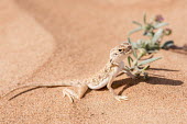 Arabian toad-headed agama in the Arabian desert lizard,lizards,reptile,reptiles,scales,scaly,reptilia,terrestrial,close up,desert,agama,happy,smile,smug,sunbathing,basking,dry,arid,sand,sand dune,dunes,camouflage,camouflaged,Arabian toad-headed aga