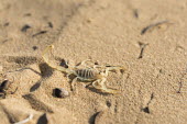 Scorpion in the Aarbian desert Animalia,Arachnida,Buthidae,Cephalothorax,Fixed,Scorpion,Scorpions,Vachoniolus,abdomen,Arabia,Arabian,carnivore,claw,claws,close up,desert,Dubai,dunes,sand,sand dunes,arachnid,invertebrates,minipectin