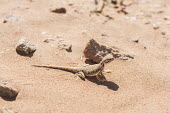 Arabian toad-headed agama in the Arabian desert lizard,lizards,reptile,reptiles,scales,scaly,reptilia,terrestrial,close up,desert,agama,sunbathing,basking,dry,arid,sand,sand dune,dunes,camouflage,camouflaged,Arabian toad-headed agama,Phrynocephalus