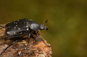 Close up of a variable chafer Variable chafer,chafer,Animalia,Arthropoda,Insecta,Coleoptera,Scarabaeidae,Gnorimus,Gnorimus variabilis,macro,close up,shallow focus,green background,beetle,beetles,insect,insects,invertebrate,inverte