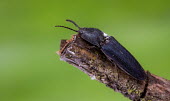 Violet click beetle on the end of a branch click beetle,beetle,beetles,insect,insects,invertebrate,invertebrates,close up,macro,lichen,branch,shallow focus,green background,Violet click beetle,Limoniscus violaceus,Coleoptera,Beetles,Arthropoda