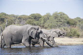 A herd of elephants drinking elephant,elephants,trunk,trunks,herbivores,herbivore,vertebrate,mammal,mammals,terrestrial,Africa,African,savanna,savannah,safari,river,rivers,drinking,drink,thirsty,water,freshwater,stream river,wate