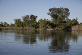 A boat cruising along the banks of the Okavango river ecosystem,habitat,environment,river,water,freshwater,rivers,Africa,blue sky,wetlands,wetland,Okavango