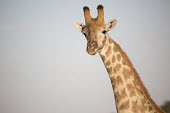 Portrait of a Southern giraffe Southern giraffe,Giraffa giraffa,giraffes,two-horned giraffe,giraffa,herbivores,herbivore,vertebrate,mammal,mammals,terrestrial,Africa,African,savanna,savannah,safari,pattern,patterned,neck,tall,portr