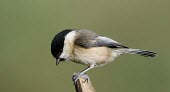 A willow tit perched on a stump willow tit,Animalia,Chordata,Aves,Passeriformes,Paridae,Poecile montanus,bird,birds,tit,green background,shallow focus,perch,perched,perching,Wild